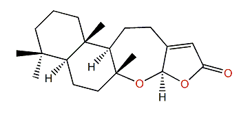 Echinolabdane A